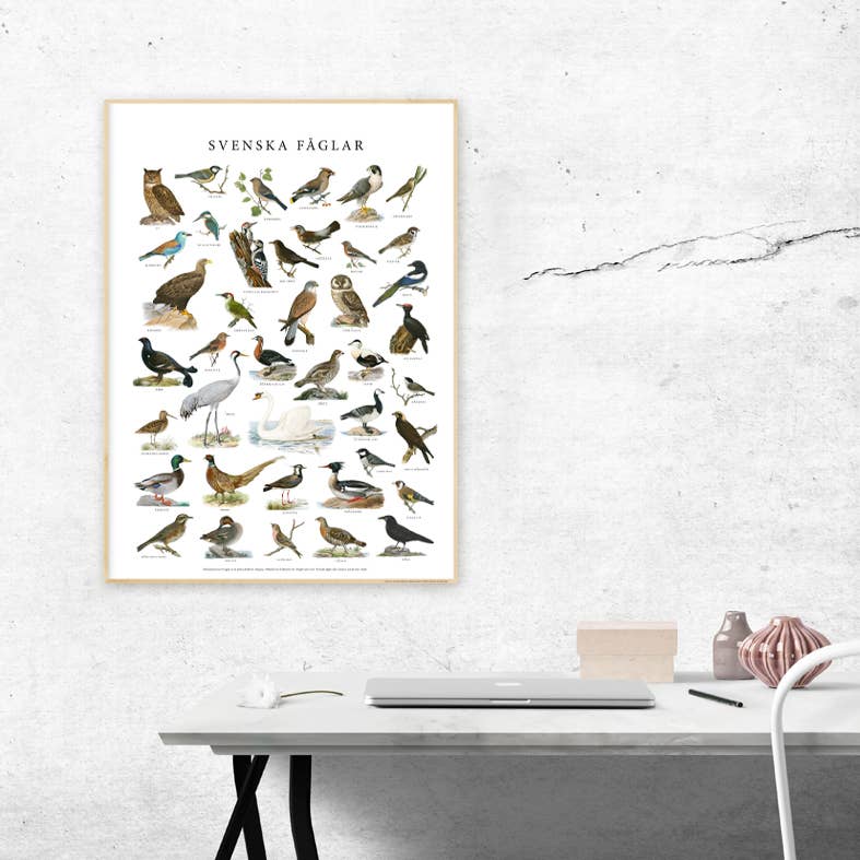 Gullers Trading AB - Venta al por mayor Pósteres - Póster de aves suecas1