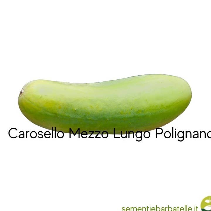 Sementi & Barbatelle – Engroshandel Plantefrø – Carosello Halvlang Polignano0