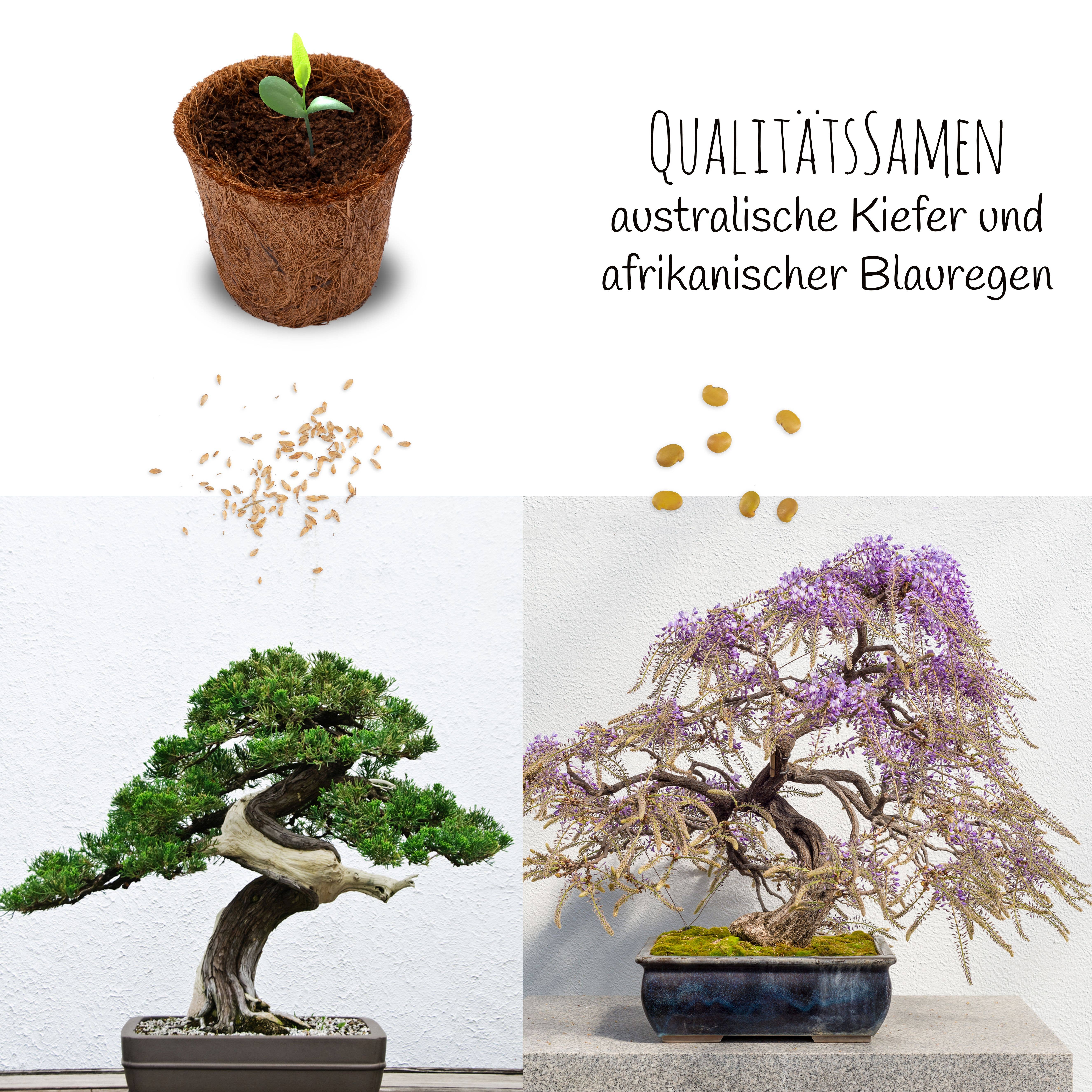 Vendix GmbH - Wholesale Plant Seeds - Bonsai starter kit growing kit including free eBook3