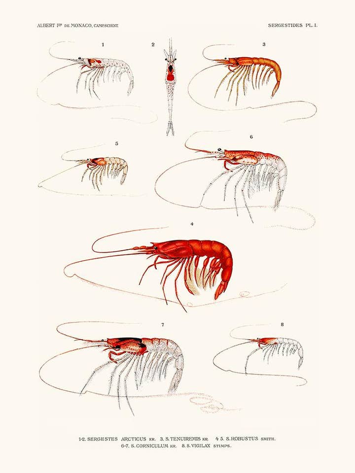 Sergestes für den Großhandel von Salam Editions