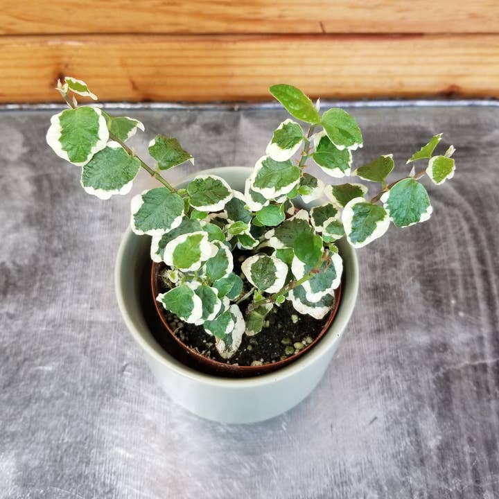 Ficus Pumila Variegated Creeping Fig, 2" Plant for wholesale by The Plant Farm