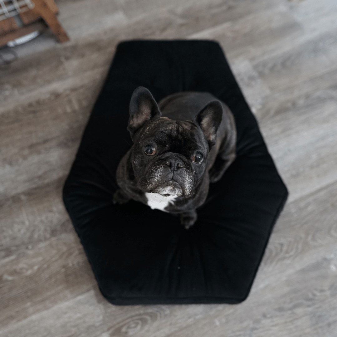 Goth Cloth Co. – wholesale Pet bed – Cat/dog – Critter Coffin - Coffin Shaped Memory Foam Pet Bed for Dogs & Cats9