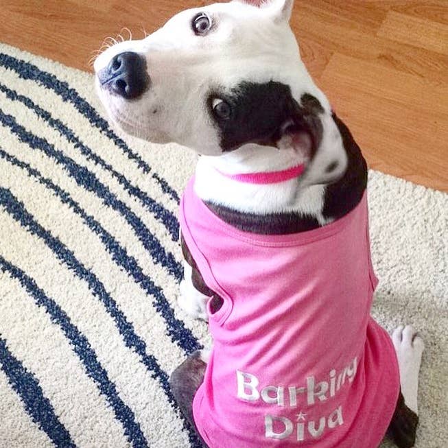Parisian Pet® – wholesale Tröja - Hund – Barking Diva Hund-T-shirt – Trendig och rolig outfit för valpar4