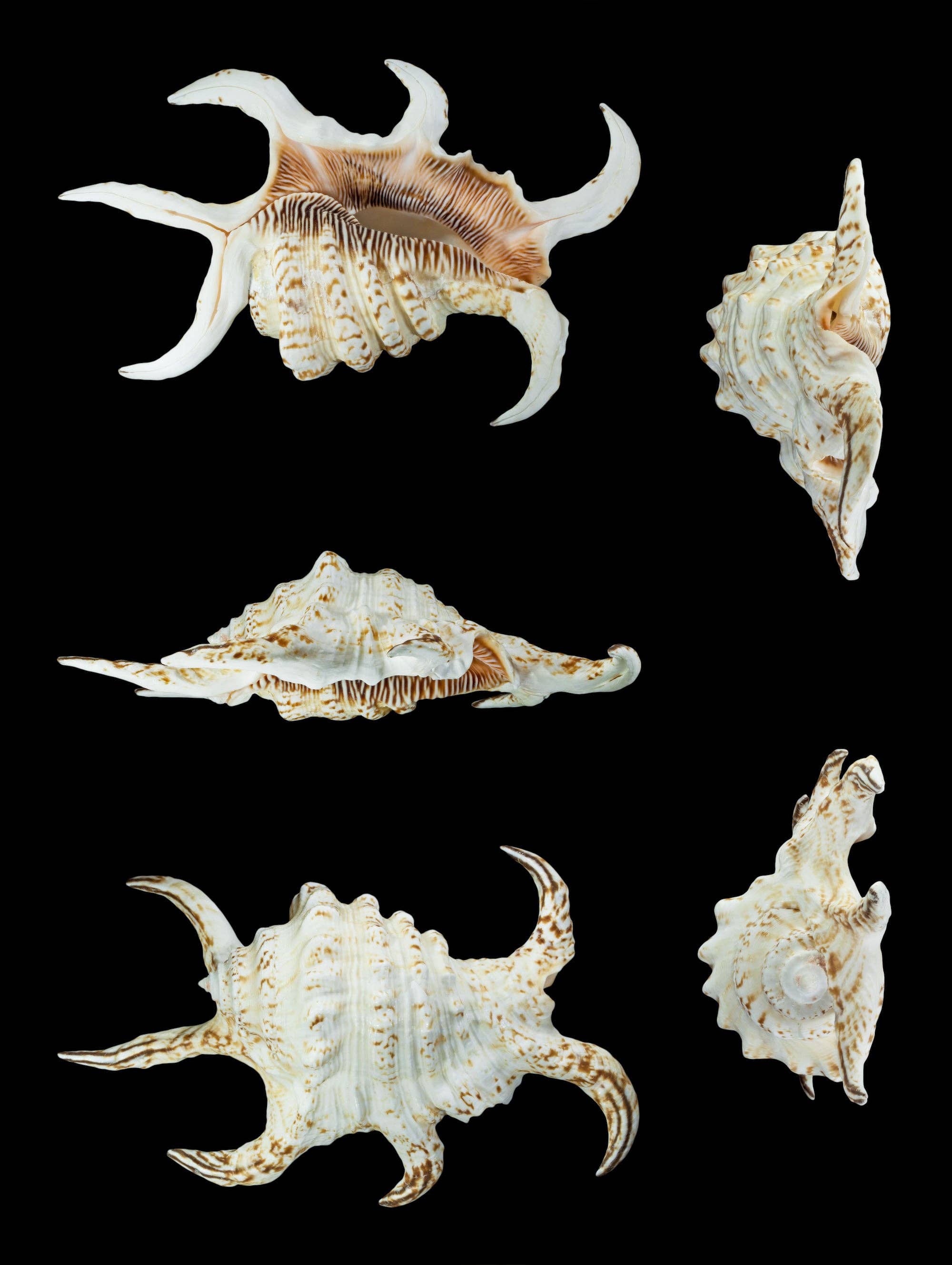 Stemcell Science Shop - Wholesale Decorative Tabletop Object - Arthritic Spider Conch3