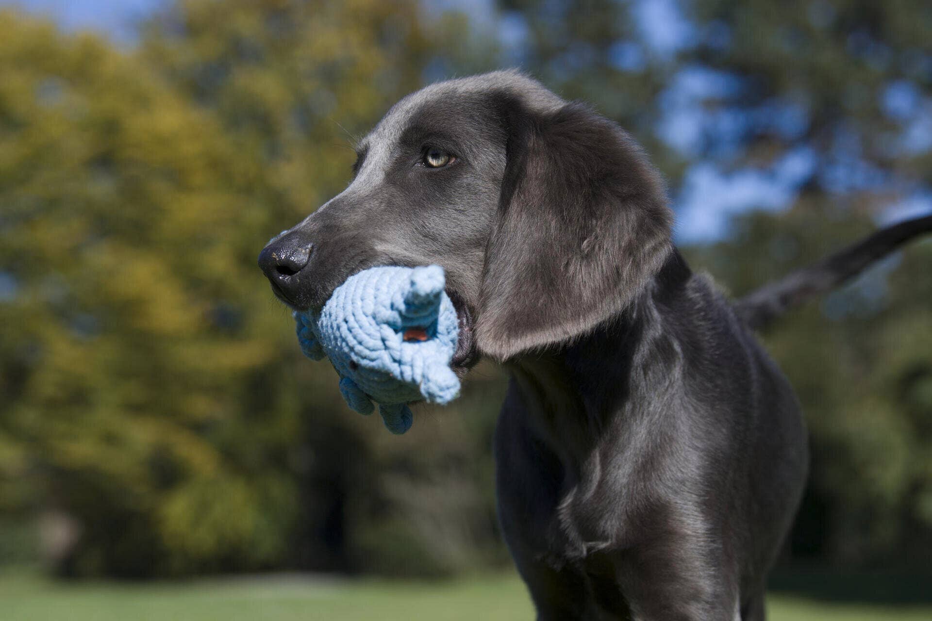 LABONI - Volentis GmbH - Wholesale Pet Rope Toy - Dog - Blanket TEDDY GREY - Multifunctional Blanket8