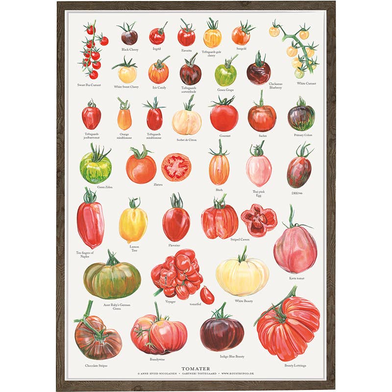 Koustrupco - Wholesale Poster - Poster A4 Tomatoes- made in Europe0