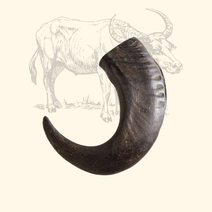 Truffe Délice - Wholesale Pet Chew Toy - Dog - Buffalo horn8