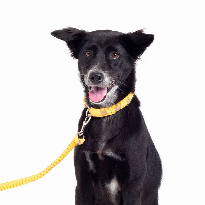 Leash "Thomas" for wholesale by Kali Dogwear