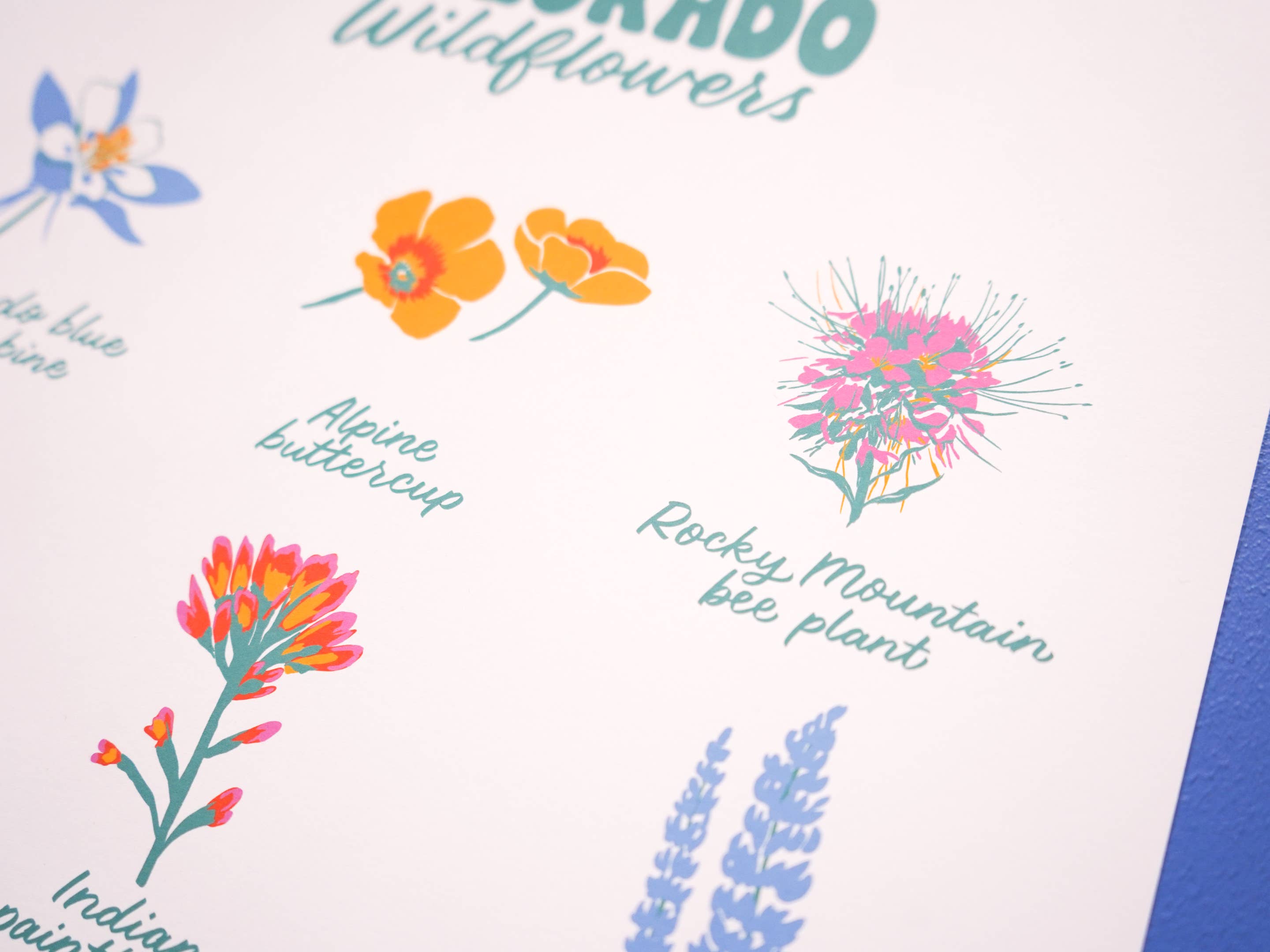Little Known Goods - Wholesale Art Print - Colorado Wildflowers Print5