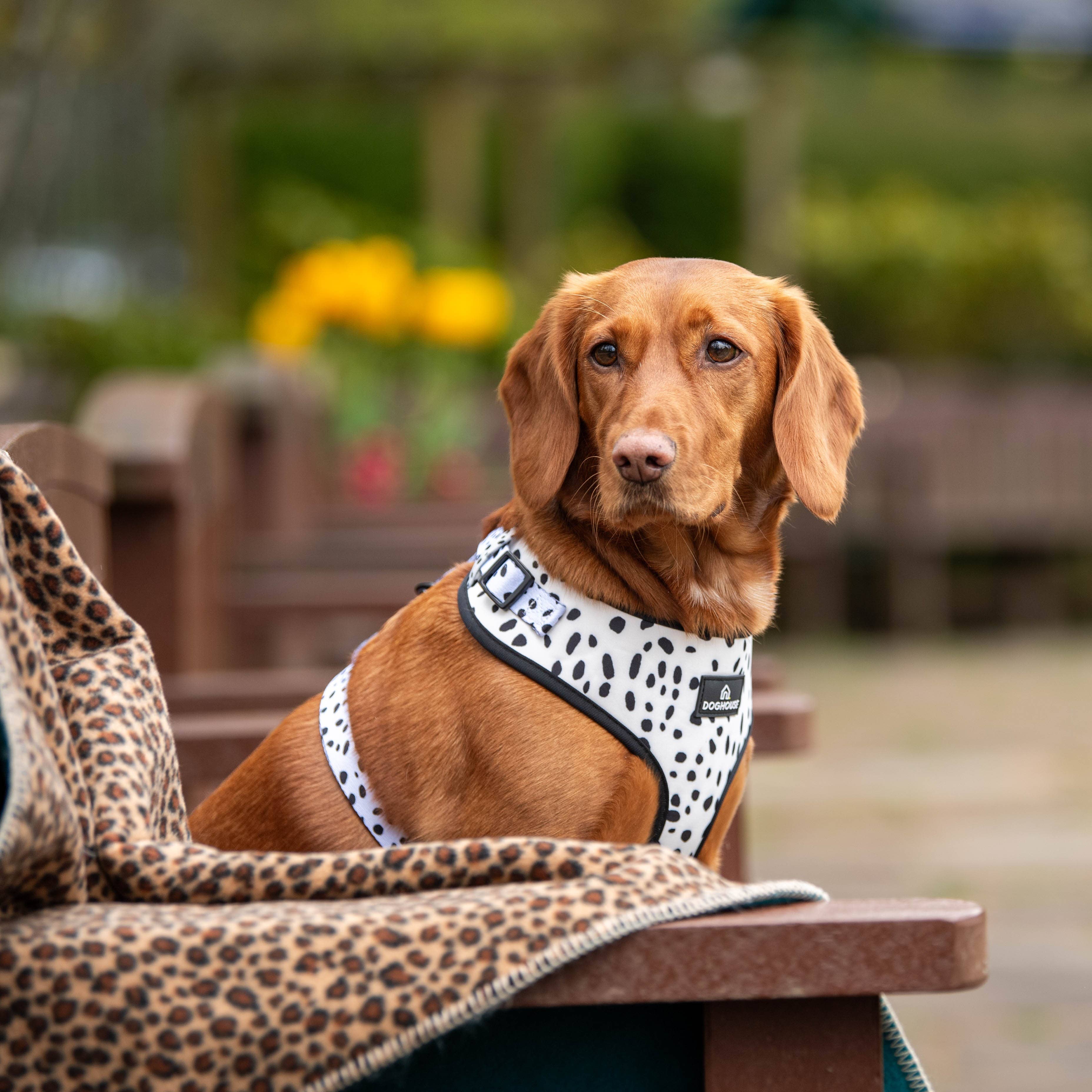 Doghouse – wholesale Filt - Hund – Doghouse Wild Animal Print sydda filtar för hundar1