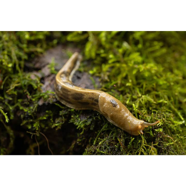 Photography Print "Slither" • PNW, Banana Slug, Portland for wholesale by Andrea Morris Art