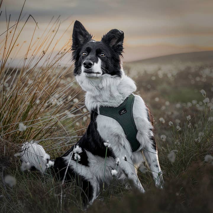 Miro & Makauri – wholesale Pet harness – Dog – Step-in Air Mesh Dog Harness (8 Colours).2