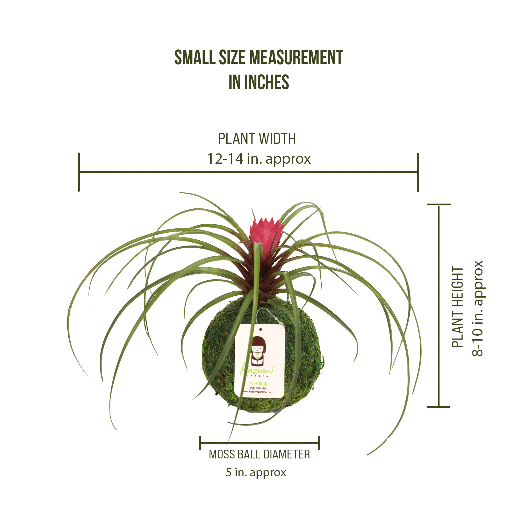 Kazumi Garden - Wholesale Live Plant - Bromeliad Tillandsia Pink Quill | Moss Ball Kokedama5