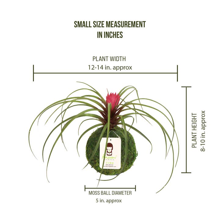 Kazumi Garden - Wholesale Live Plant - Bromeliad Tillandsia Pink Quill | Moss Ball Kokedama5