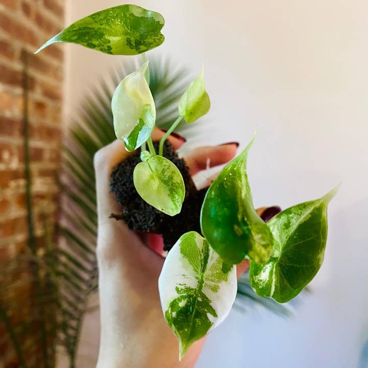 PlantTheStudio - Wholesale Live Plant - Alocasia Dragonscale Variegated