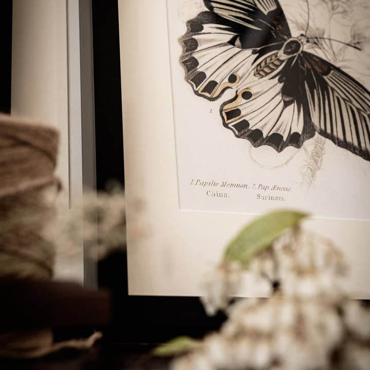 Coultura - Wholesale Gallery Wall Set - Framed Gallery Wall Set – Vintage Butterfly Botanical Art Prints (Set of 6, Black Noir Frame)7