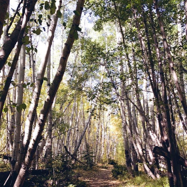 Keep it Wild//Colorado per la vendita all'ingrosso da parte di Alison Holcomb Creative