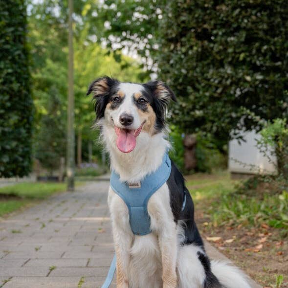 D-Paw komplett selset för wholesale av I-Dogs