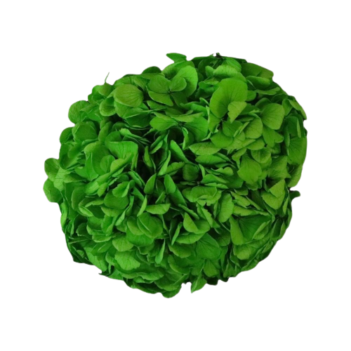 Concari.flores Preservadas - Wholesale Artificial Flowers - PRESERVED HYDRANGEA FLOWER5