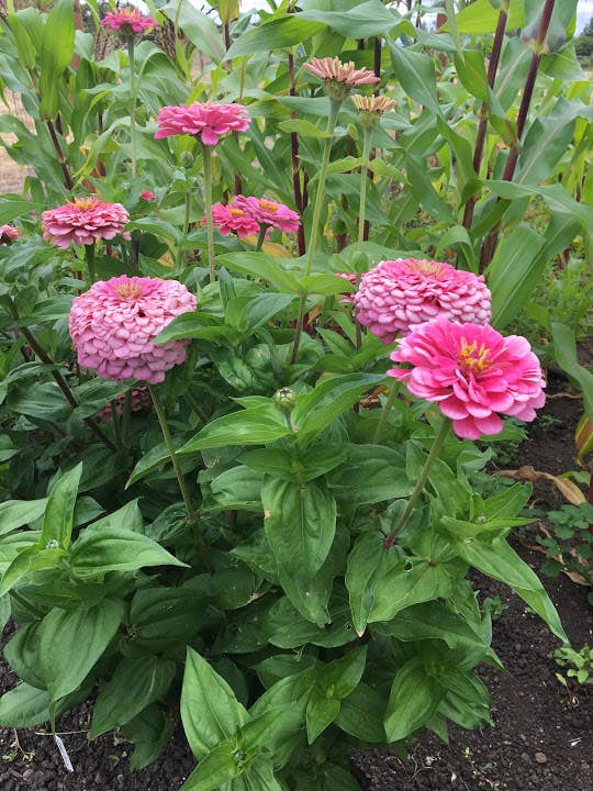 Decker Rd. Seeds - Wholesale Plant Seeds - Zinnia 'Luminosa' Flower Seeds2