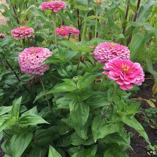 Decker Rd. Seeds - Wholesale Plant Seeds - Zinnia 'Luminosa' Flower Seeds2