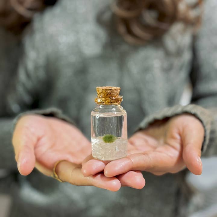 Moss Amigos | Moss Ball Terrariums - Wholesale Live Plant - Tiny Marimo Moss Ball Terrarium with Rose Quartz Gemstones2