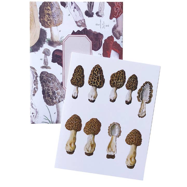 Artistry Cards - Wholesale Stationery/Notecard Set - Boxed Set of 8 Vintage Mushroom Greeting Cards8
