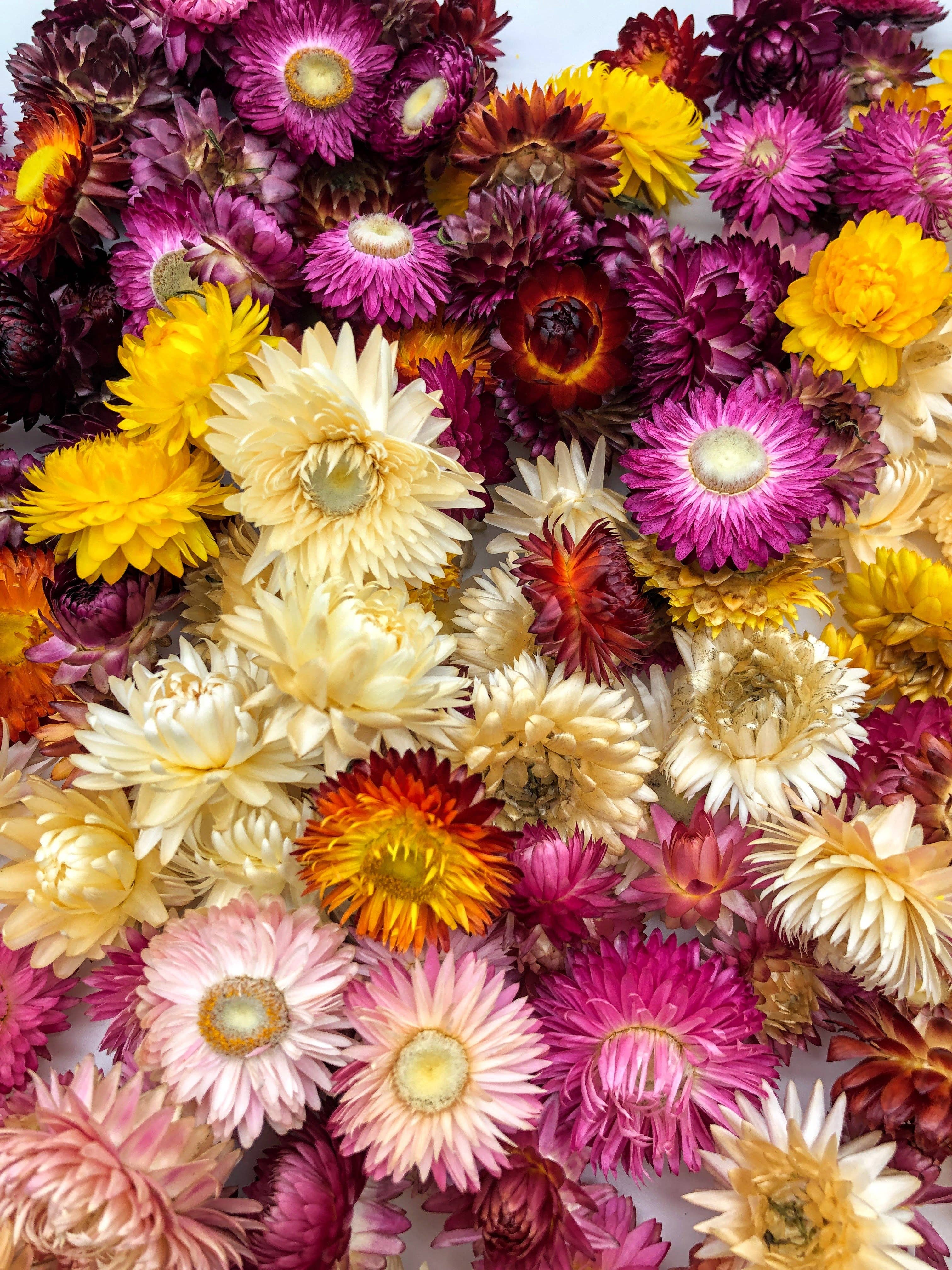 Kunstharz.Art - Vendita all'ingrosso Fiori secchi/pressati - Fiori di paglia essiccati Helichrysum per decorazioni artigianali4