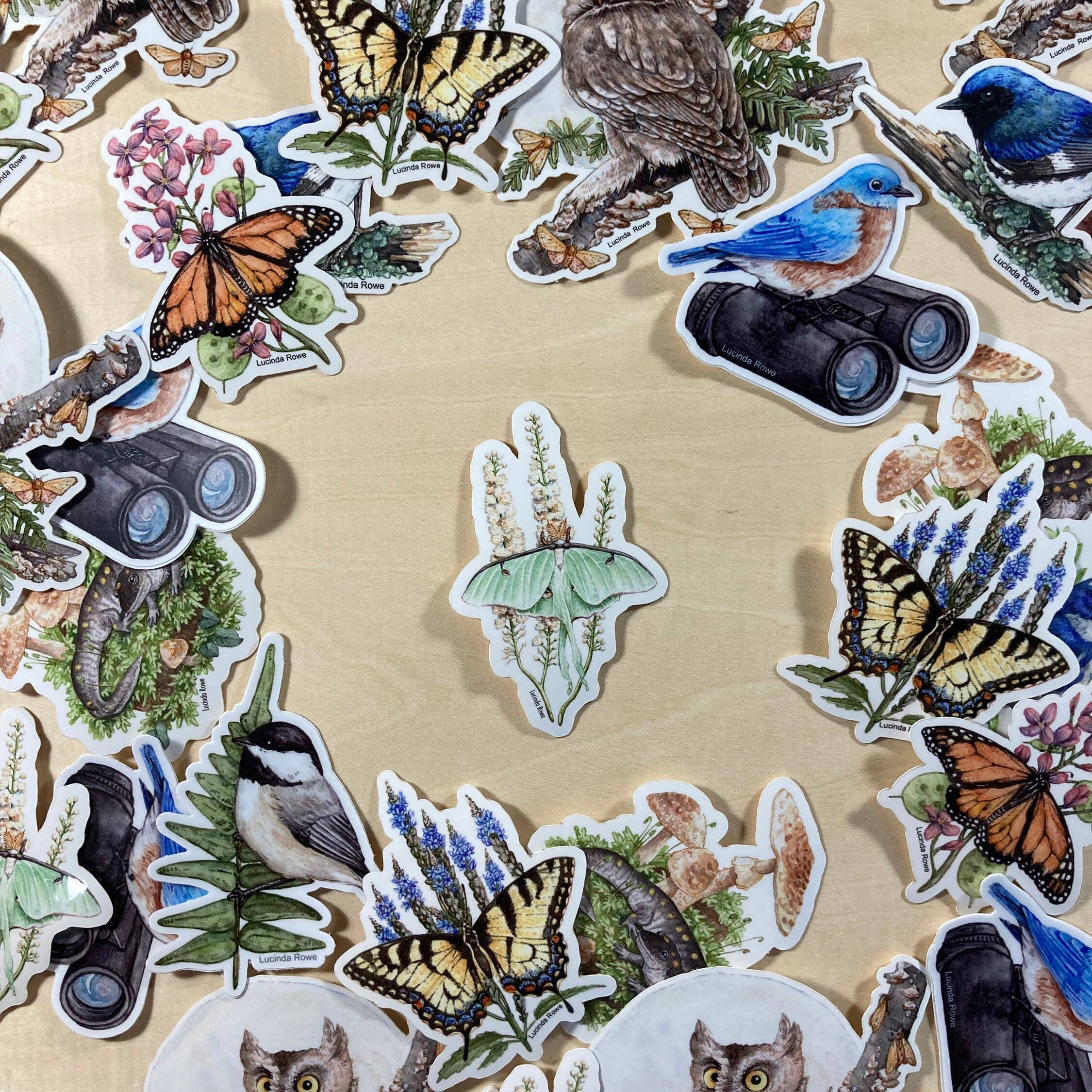 Lucinda Rowe Art - Wholesale Sticker - Sticker - Luna Moth On Black Cohosh2