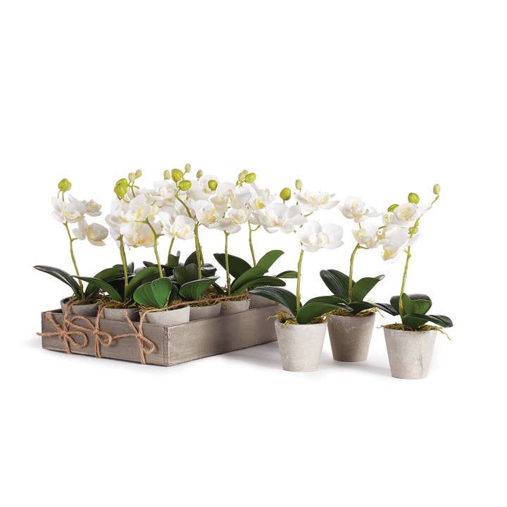 Mini Phalaenopsis 9" en pot, lot de 12 pour la vente par Napa Home & Garden
