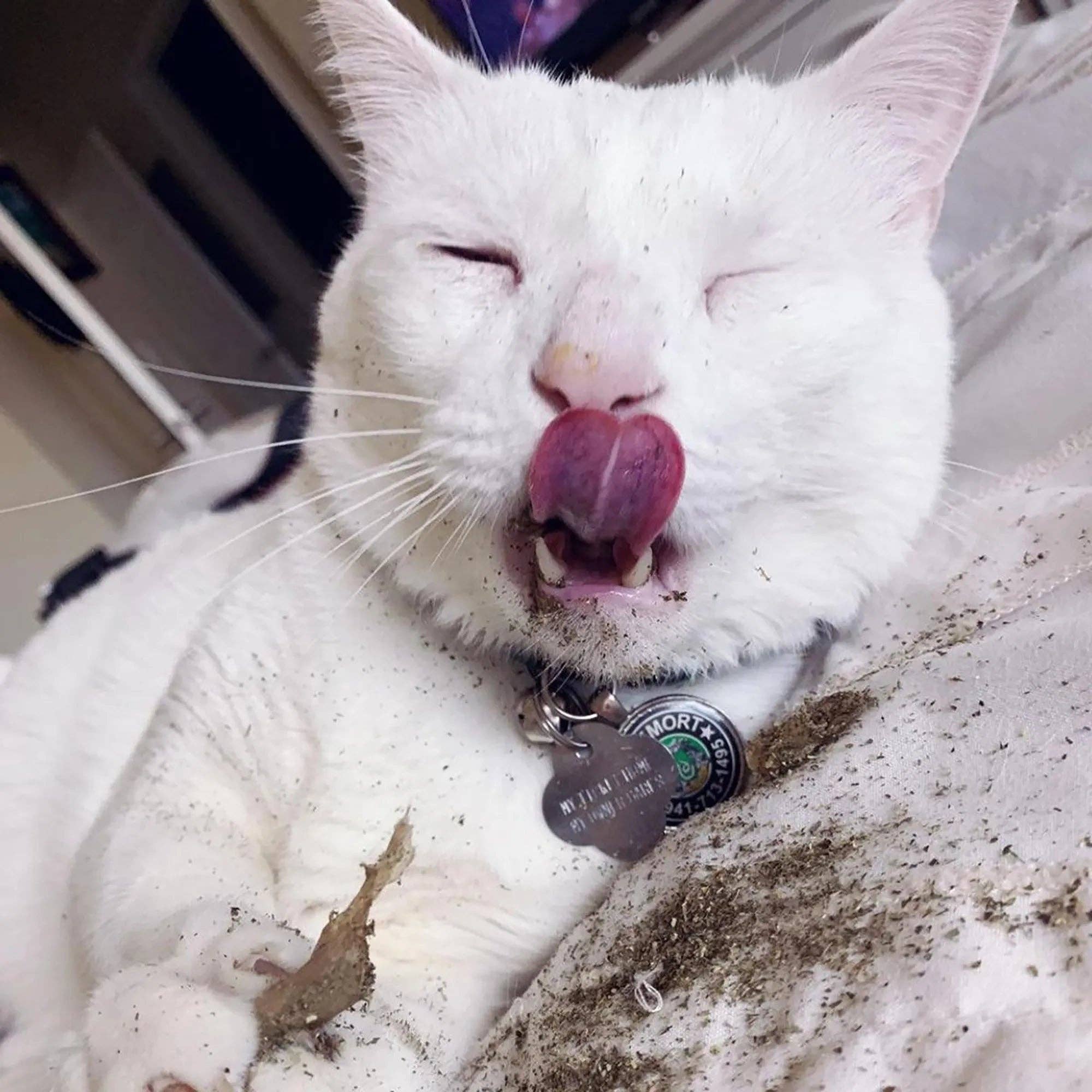 SmarterPaw | Meowijuana & Doggijuana - Wholesale Catnip - Meowijuana® Catnibas® King Size Rollies8