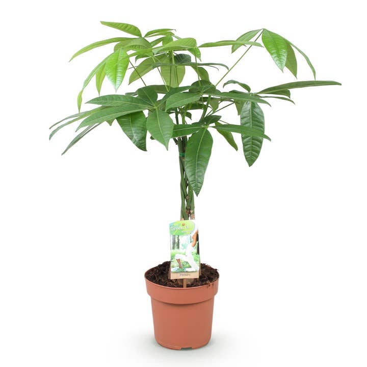 Pachira Aquatica Tronco Trançado – 60-70cm – 17cm – Árvore do Dinheiro de Fácil Cuidado – Planta de Interior Verde para Sala de Estar & Escritório – Purificadora de Ar & Decorativa por atacado de Oasis of Life