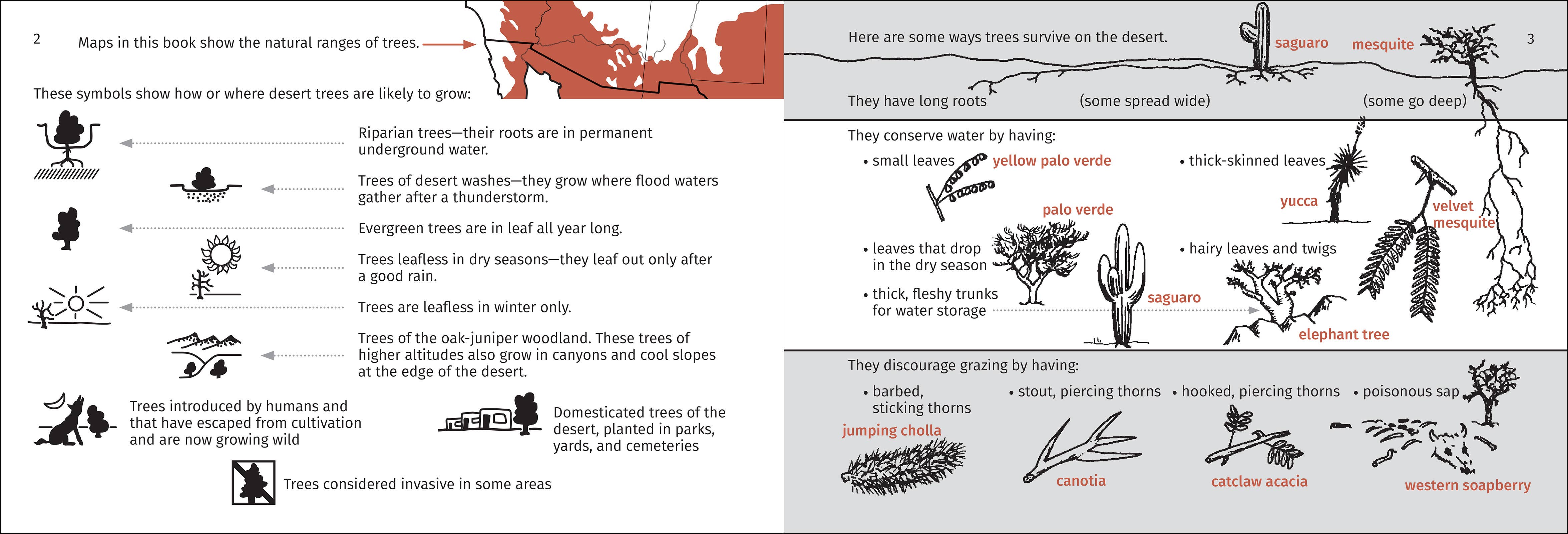 AdventureKEEN - Wholesale Nature & Outdoors - Desert Tree Finder 2e7