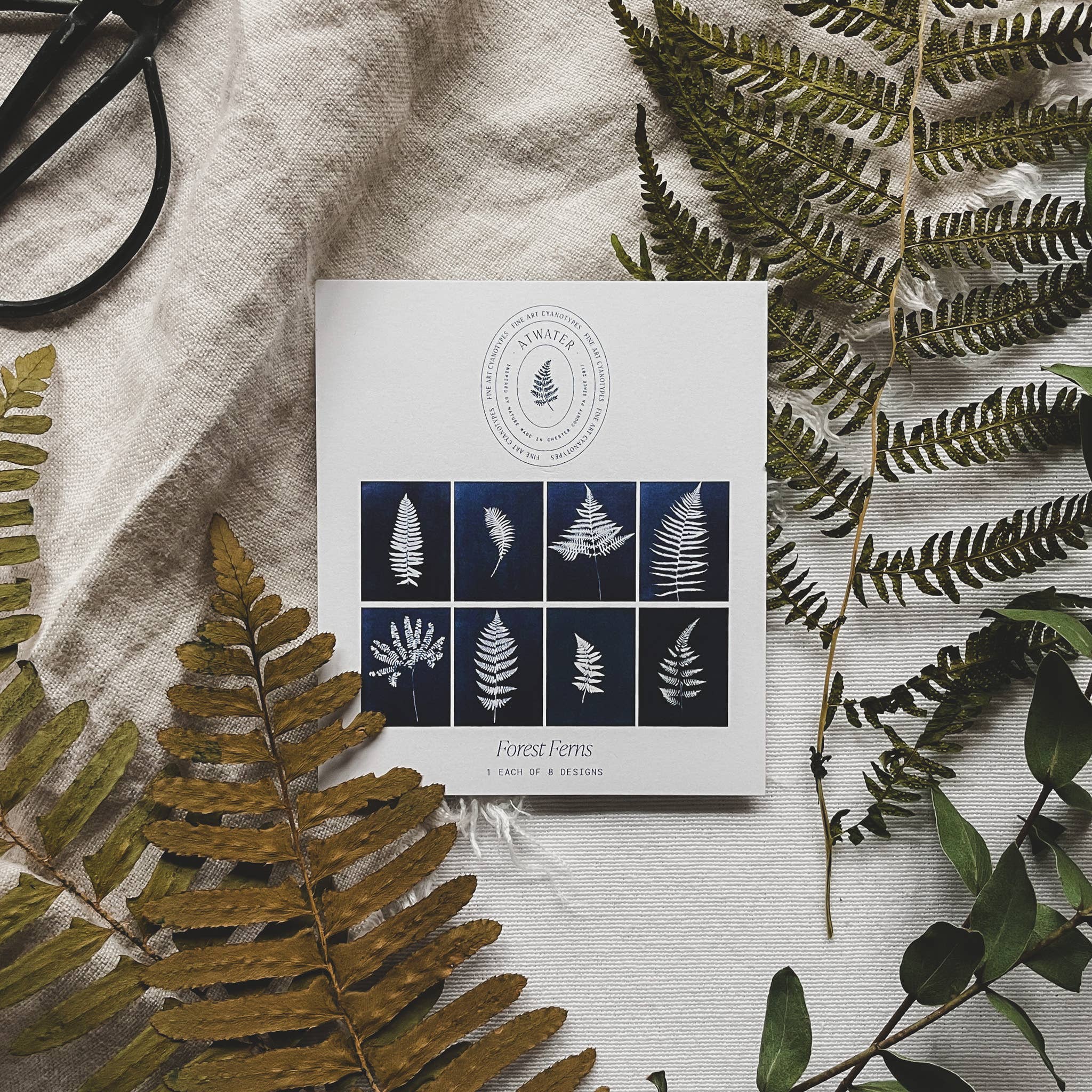 Atwater Designs - Vente Carte de vœux classique - Coffret de cartes de vœux Ferns | Botanical Cyanotype2