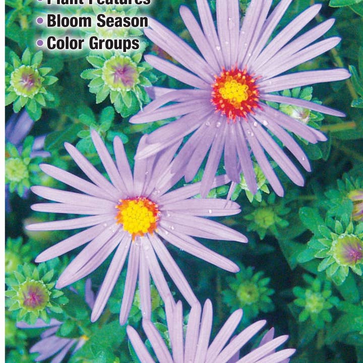 Quick Reference Publishing, Inc - Wholesale Nature Guide - Wildflowers of North Texas