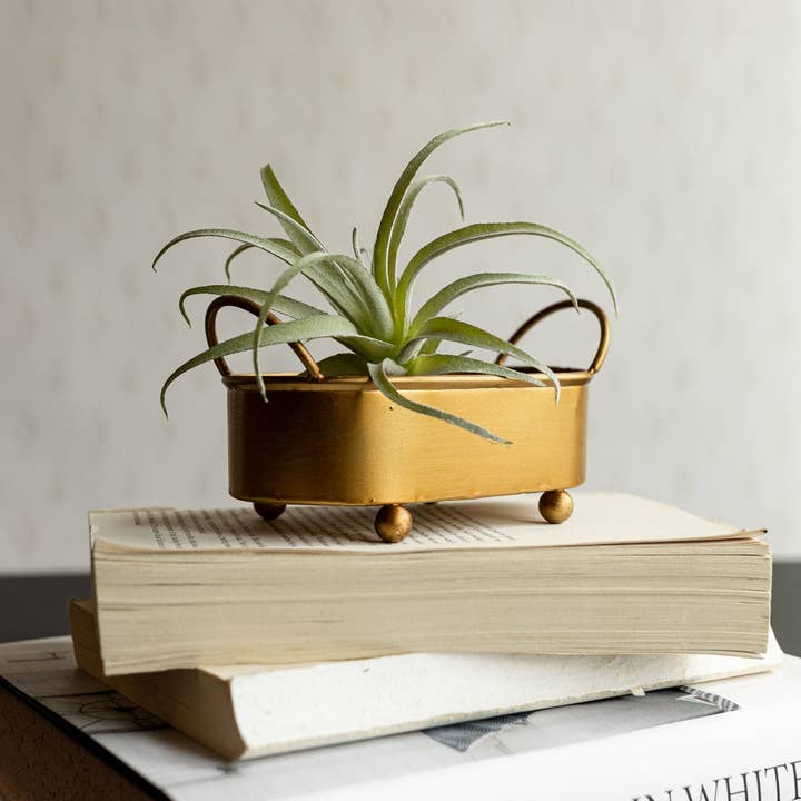 Foreside Home & Garden - Wholesale Plant Pot - Faye Boho Rounded Brass Mini Planter With Ball Feet Metal