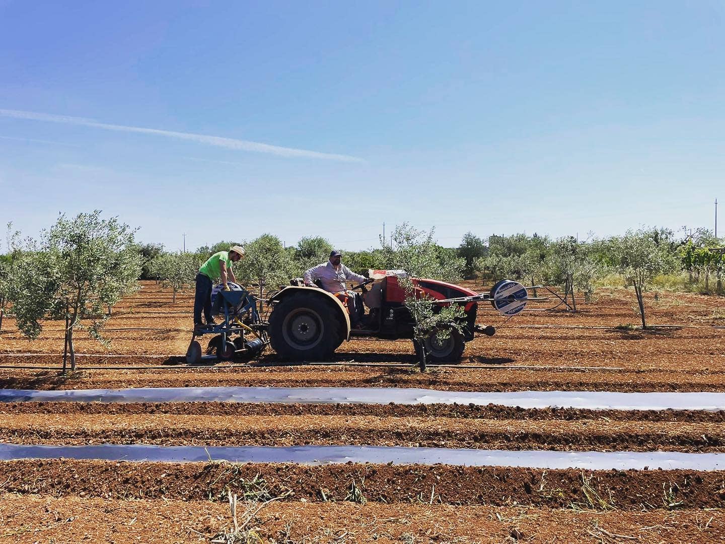 Sapori di Casa - Wholesale Ingemaakte groenten - Julienne aubergines in extra vierge olijfolie zonder conserveermiddelen2
