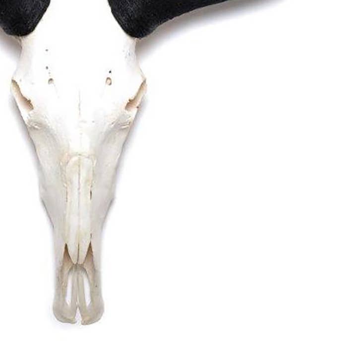 OUTPOST ORIGINAL - Wholesale Wall Accent - African Natural Wildebeest Horn - Full Skull