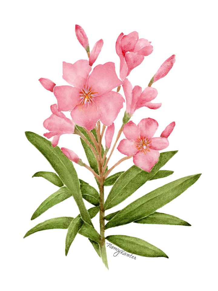 Impression Giclée de fleurs aquarelle "Punching Down" pour la vente par Beauty Is Inside