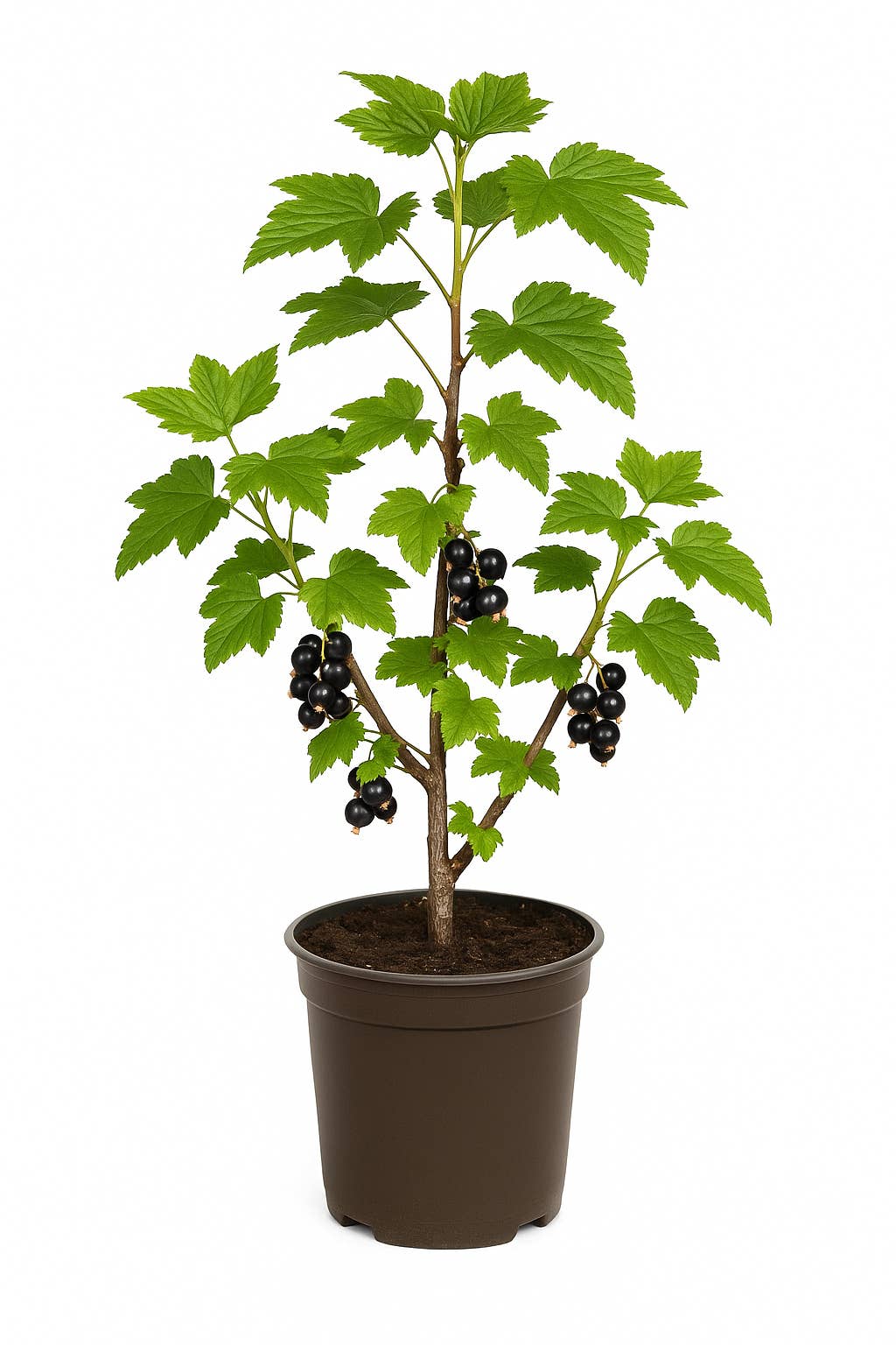 Oasis of Life - Wholesale Live Plant - Ribes nigrum 'Hedda' – Black Currant – 6 plants – high-yielding, hardy berry plant for garden & hedge – aromatic fruits in July – ideal for jam & fresh consumption