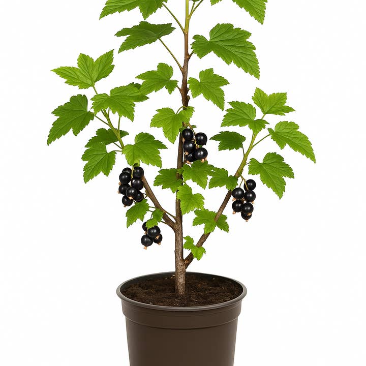 Oasis of Life - Wholesale Live Plant - Ribes nigrum 'Hedda' – Black Currant – 6 plants – high-yielding, hardy berry plant for garden & hedge – aromatic fruits in July – ideal for jam & fresh consumption0