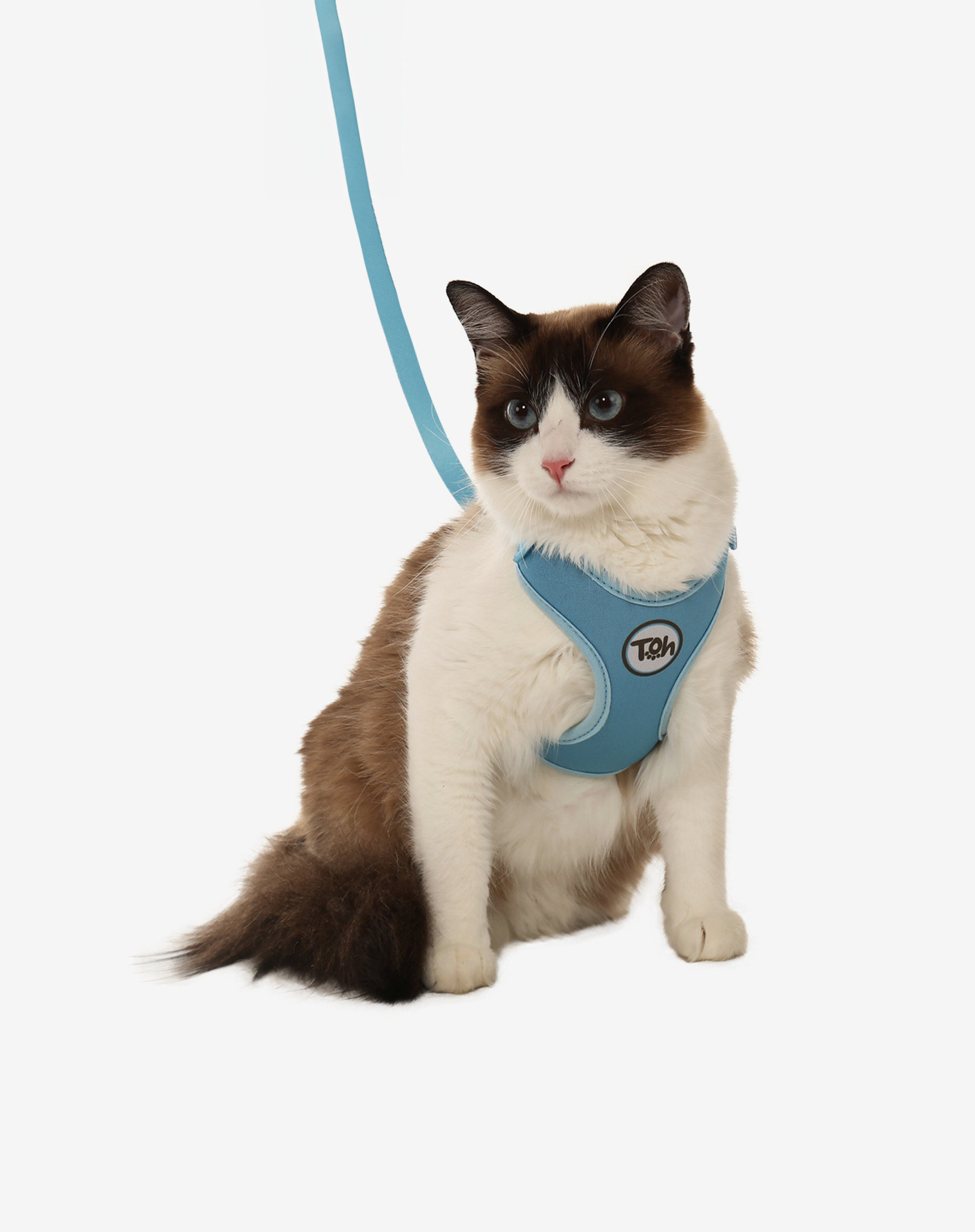 Toh - Wholesale Pet Harness - Cat - Conjunto de Arnês em H Confortável para Gato + Trela Azul2
