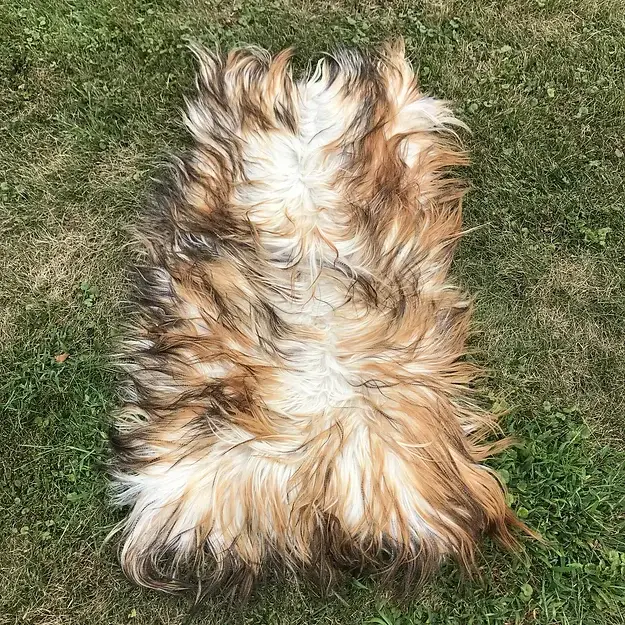 Chesterfield Leather - Wholesale Hair Extensions - Long Haired Mountain Goat Coyote1