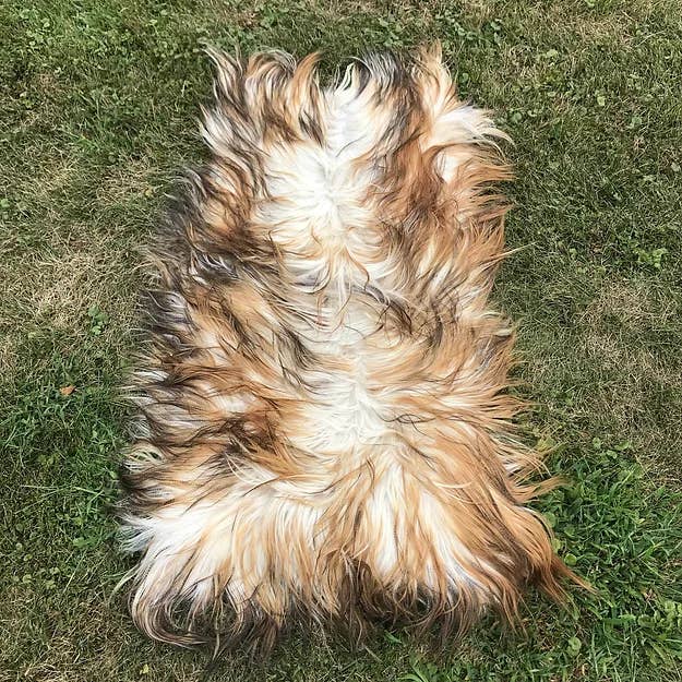 Chesterfield Leather - Wholesale Hair Extensions - Long Haired Mountain Goat Coyote1