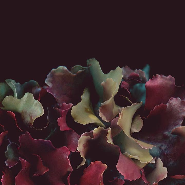 Raoul & Simone - Wholesale Art print - Irish Moss - La Rouge (Chondrus crispus)3