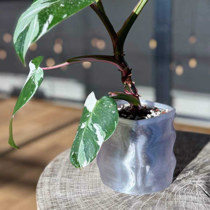 Cache-pot Ripple - 4,5" (Plusieurs couleurs) pour la vente par MONKBOTANICALS