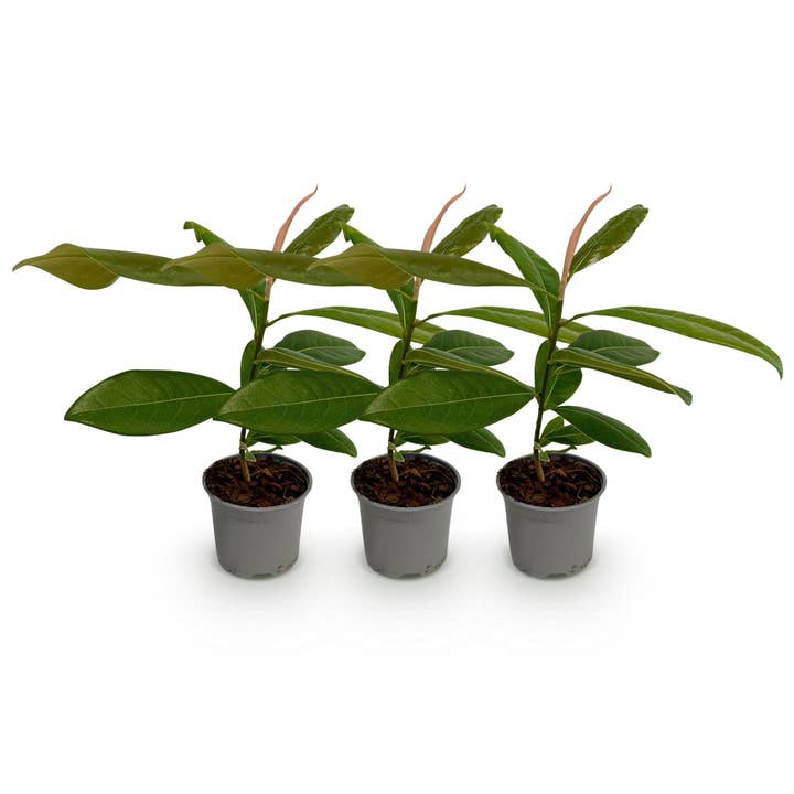 Magnolia grandiflora – 3 plantas – 12cm – Altura aprox. 30cm – Magnólia perene com grandes flores de verão creme-brancas para canteiro, varanda e terraço – Fácil de cuidar e decorativa por atacado de Oasis of Life