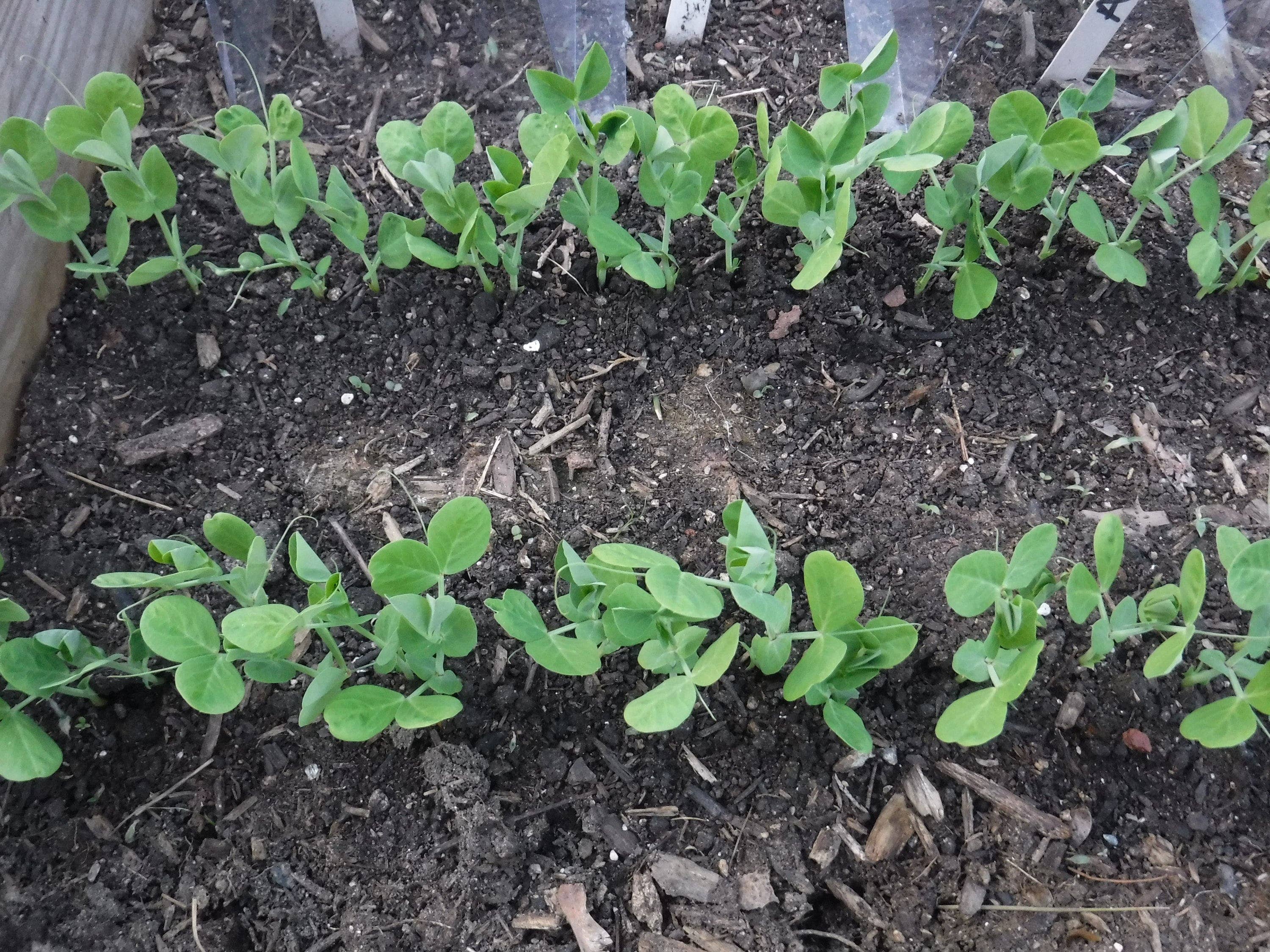 Gardinnovations - Vendita all'ingrosso Attrezzi da giardino - Scavatore e distanziatore per seminare i semi, nuovo6