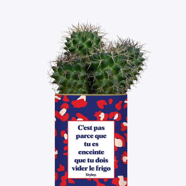 Styley - Wholesale Live Plant - Pas Enceinte, Pas Vider Le Frigo - Plante1