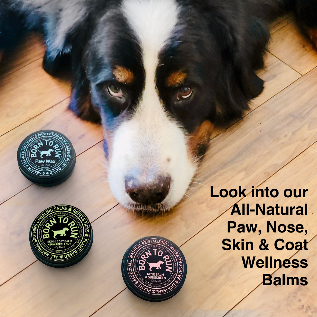 BORN TO RUN DOGS - Wholesale Pet Balm - Dog - SKIN & COAT Healing Balm w/ Bug Repellent Organic 60g (2oz)8